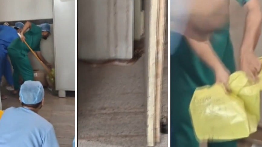 Snake Slithers Near OT On 5th Floor Of Gwalior Hospital; Staff Rush To Catch It | VIDEO