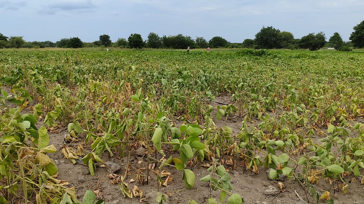 Drought Looms Over Beed As Dams Hold Just 16% Water