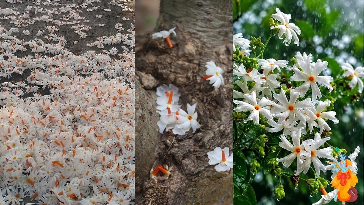 Did You Know? Why Parijata Flowers Can Be Offered After Falling And Their Connection With Lord Krishna