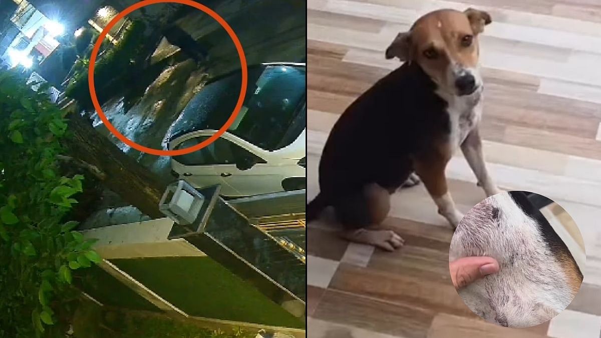 Varanasi Dog Cruelty: Man Shoots Two Community Dogs With Air Gun; PETA India Takes Action - VIDEO 