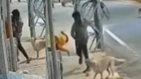 Stray dogs intervene after alleged sexual assault attempt on woman in Coimbatore
