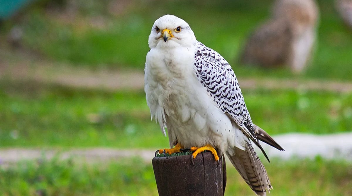 Rare ‘Pure Ultra White’ Falcon Sold For Record ₹4 Crore At Abu Dhabi Hunting Exhibition