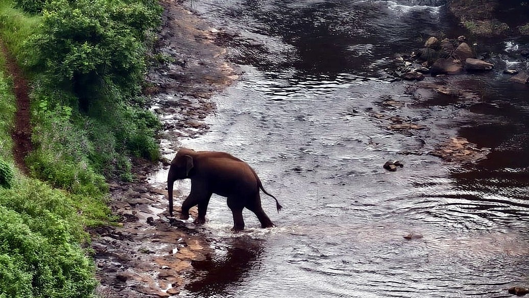 Wild Elephant From Maharashtra Enters MP’s Chhindwara, Forest Officials On Alert