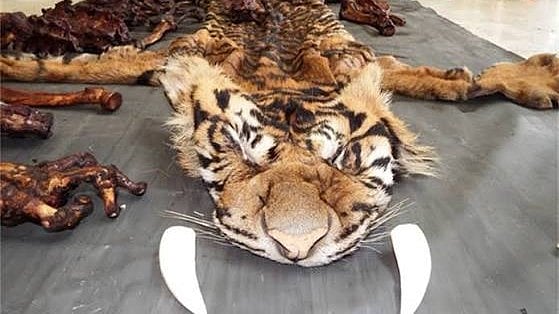 Notorious Tiger Poacher Sheru Pardi, Wife Arrested In MP’s Shahdol After 18-Month Hunt