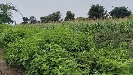 Monsoon Woes In MP’s Garoth: Heavy Rain Disrupts Life, Threatens Soybean Crop; Gandhi Sagar Dam 75% Full