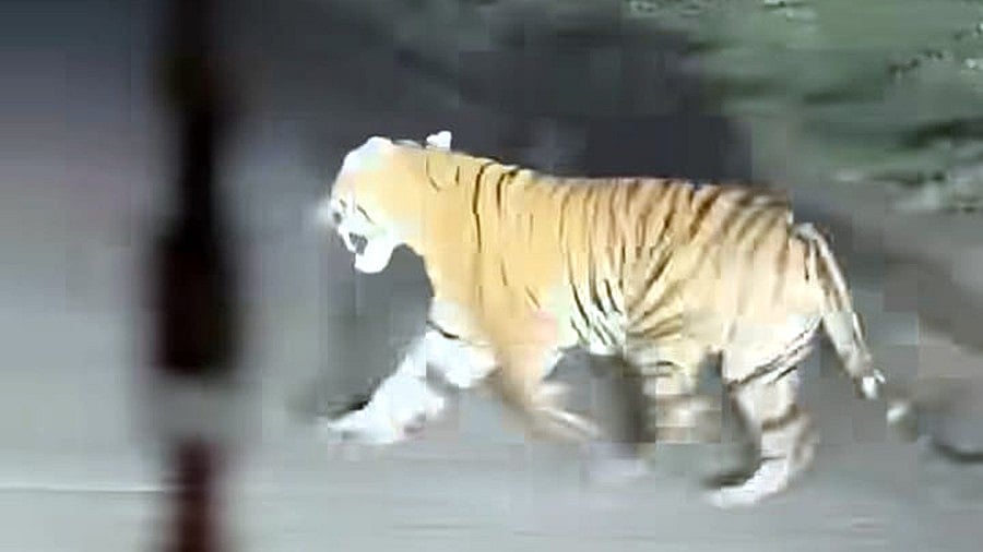 Tiger Spotted Crossing Road Near Bhopal, Drones & Dog Squad Deployed To Trace Big Cat
