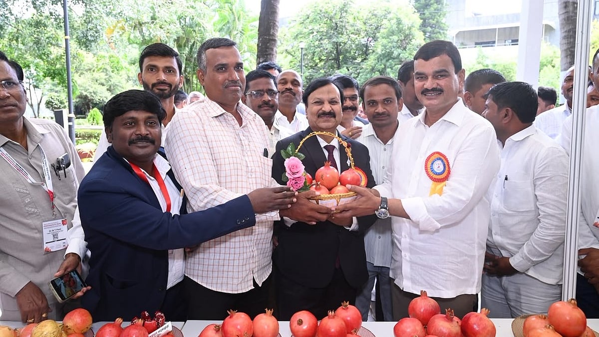 Maharashtra Aims To Make Indian Pomegranates Global Brand, Calls For Focus On Quality And Exports