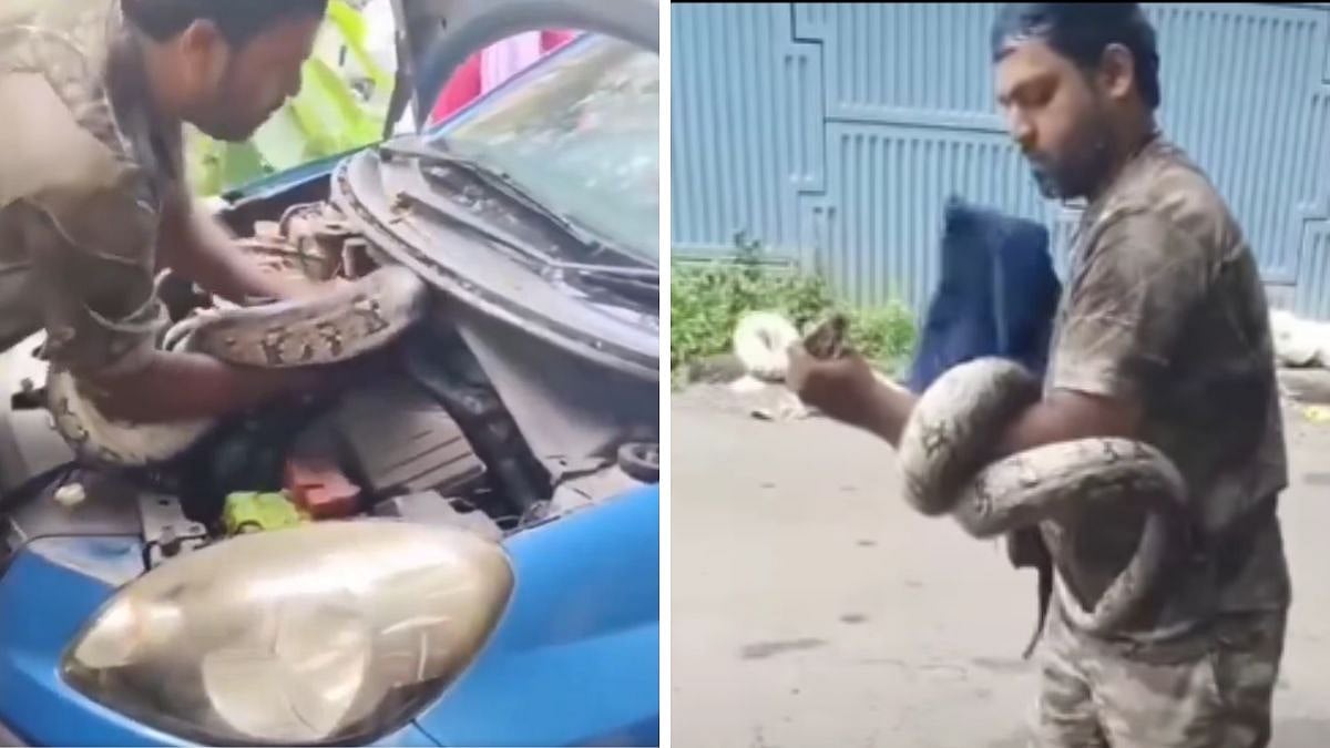 WATCH: Massive 7-Foot Python Found Hiding Inside Car Bonnet In Mumbai's Dahisar Safely Rescued 