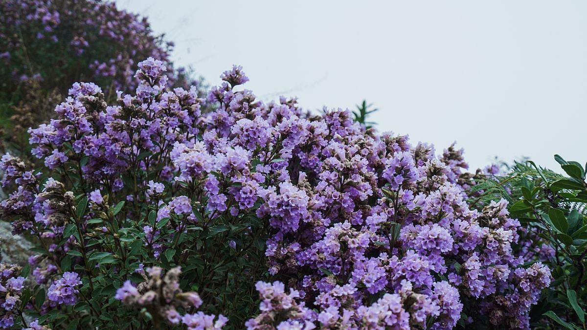 Neelakurinji 
