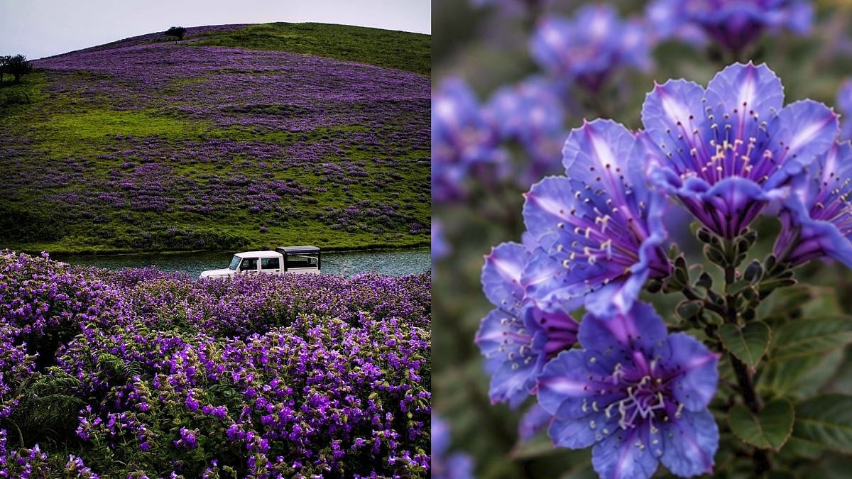 Purple Miracle Returns: Neelakurinji Flower Blooms Again In Munnar After 12 Years; What Makes This Flower So Special?