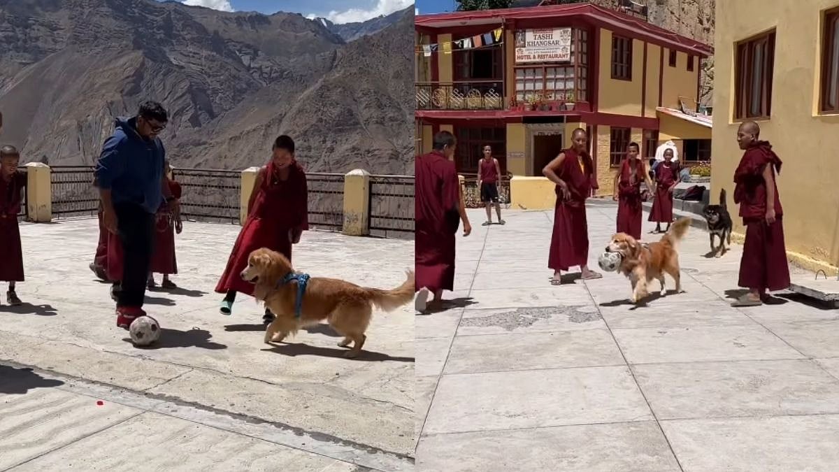 'Such A Heartwarming Video': Golden Retriever 'Maffu' Joins Young Monks For Football Match In Spiti Valley - WATCH