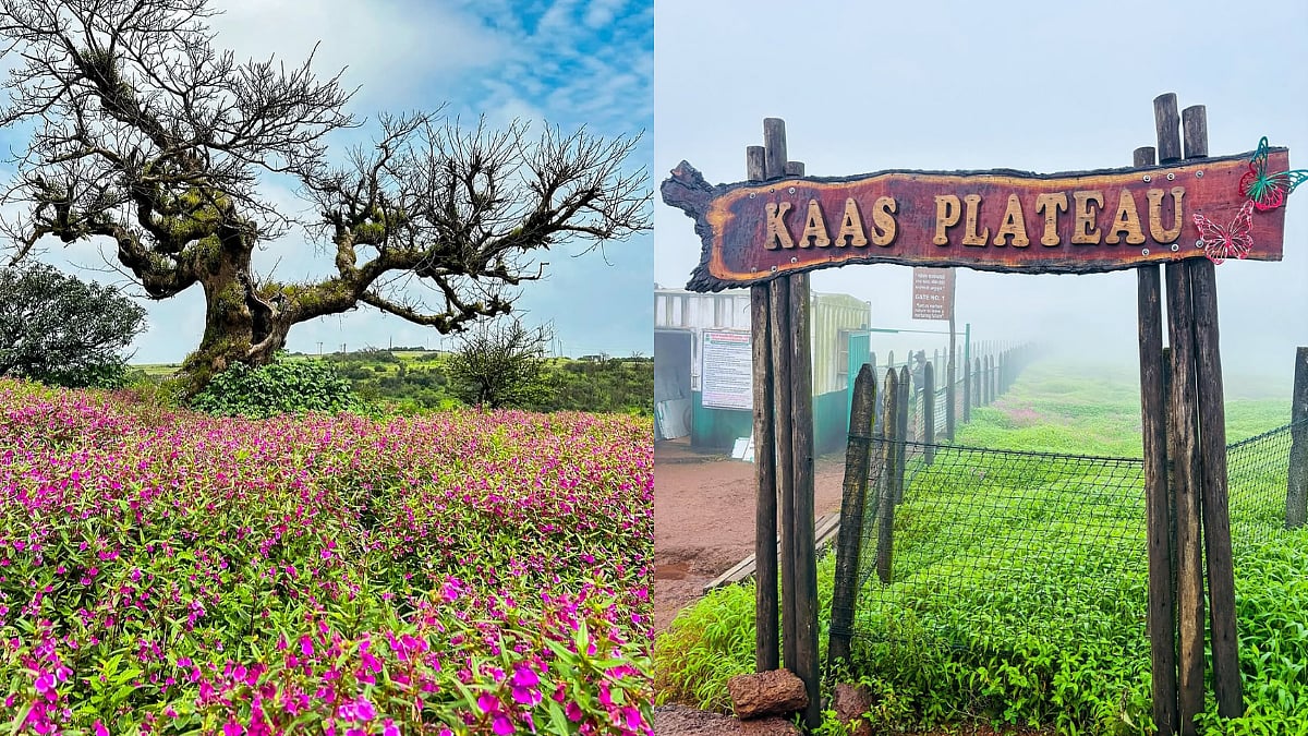 Kaas Plateau Flower Season 2026: Best Time To Visit, How To Reach From Mumbai And Pune