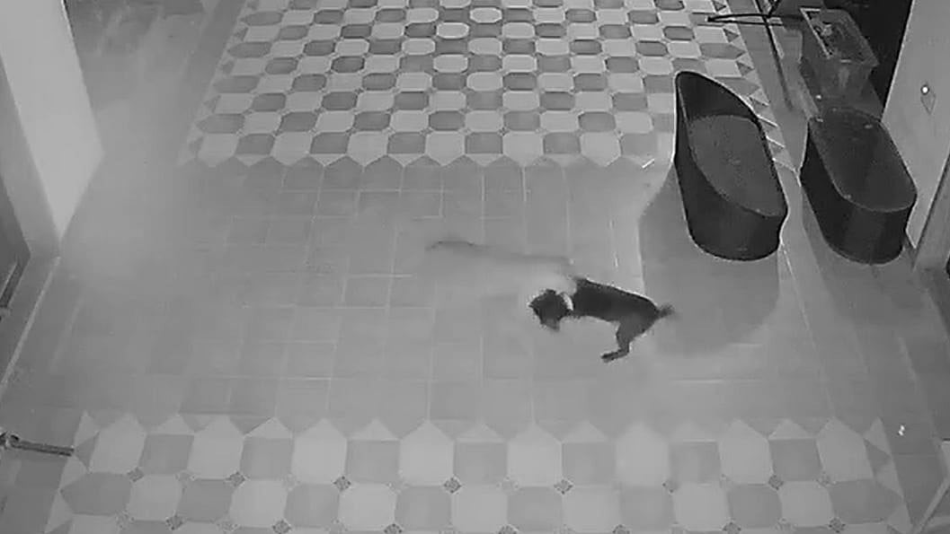 Murbad Farmhouse Leopard Attack: Pet Dog Rocky Fights Back In Seven-Minute CCTV-Recorded Clash