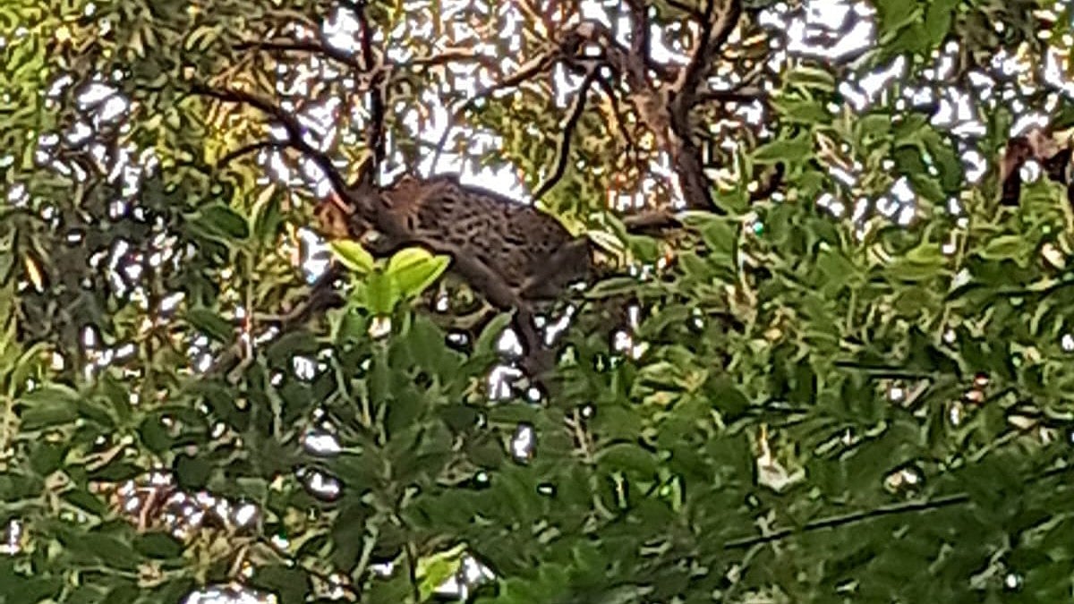 Morning Walkers Panic After Leopard Appears at Kota's CV Garden, Rescued After 4 Hours