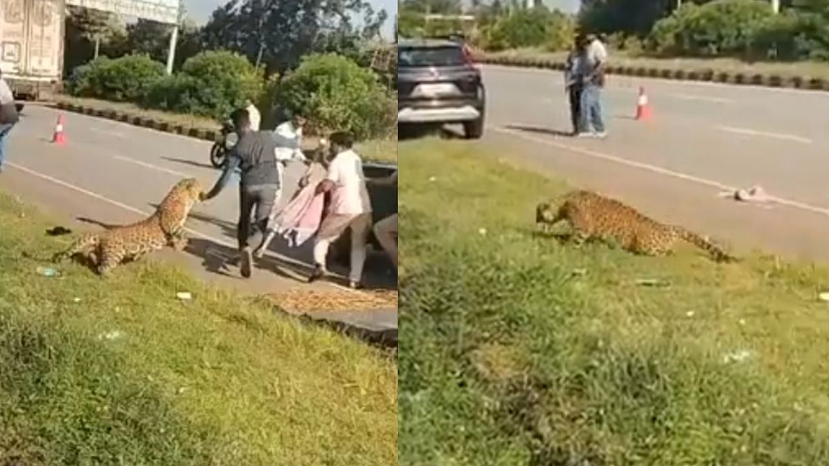 WATCH: Leopard Attacks Forest Official During Rescue Operation In Karnataka’s Davangere, Video...
