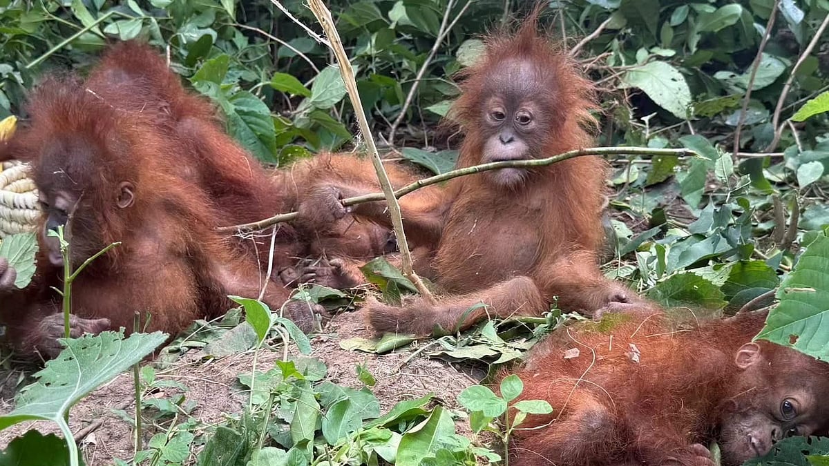 5 Baby Orangutans Found In Odisha Forest, Smuggling Suspected