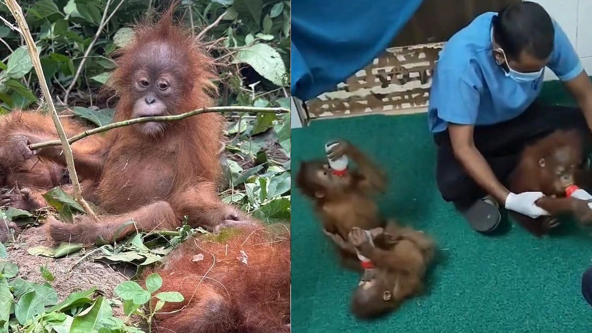 WATCH: Five Abandoned Orangutans Rescued In Odisha Shifted To Nandankanan Zoo For Health Checks