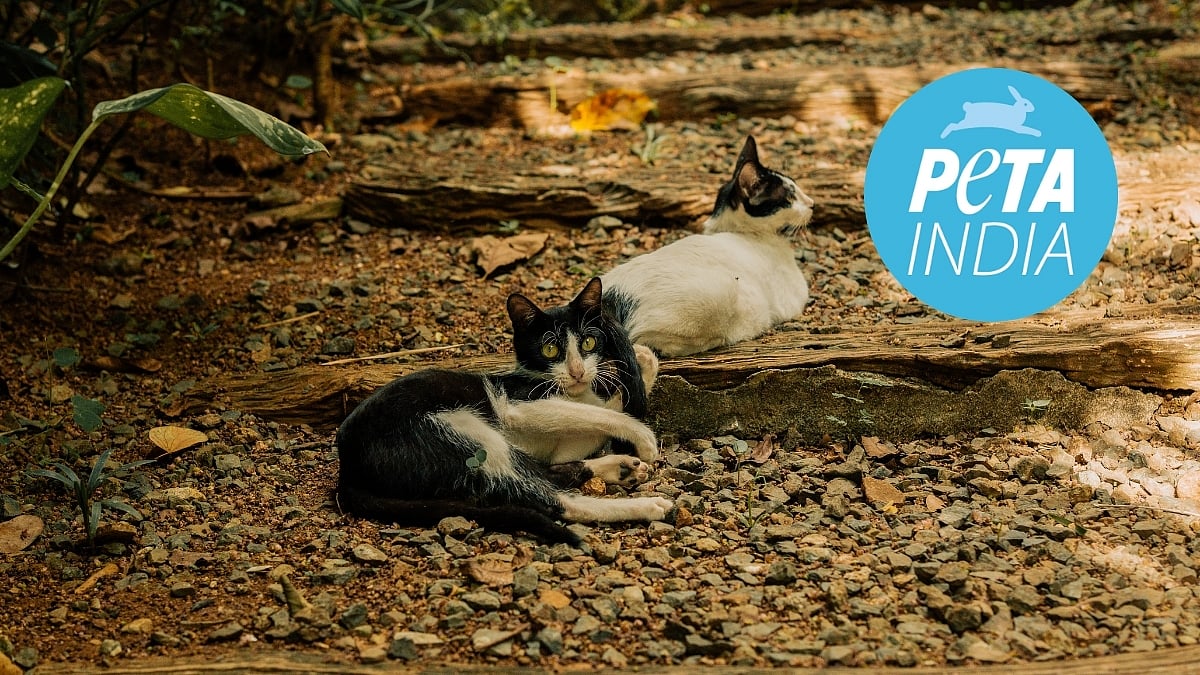 Mumbai Police Hunts Serial Cat Killer Who Allegedly Murdered 6 Felines In Govandi; PETA India Offers ₹50,000 Reward Against Information