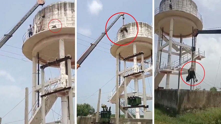 Bull Climbs 60-Ft Water Tank In MP's Sheopur; Sedated By Vet & Rescued After 42 Hours Operation | VIDEO 