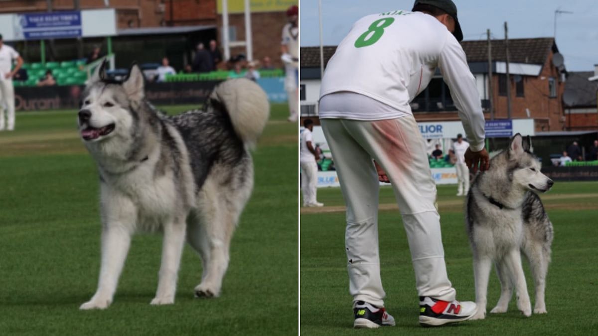 WATCH: Dog Runs Onto Cricket Pitch, Halts Leicestershire vs Somerset Match in County Championships