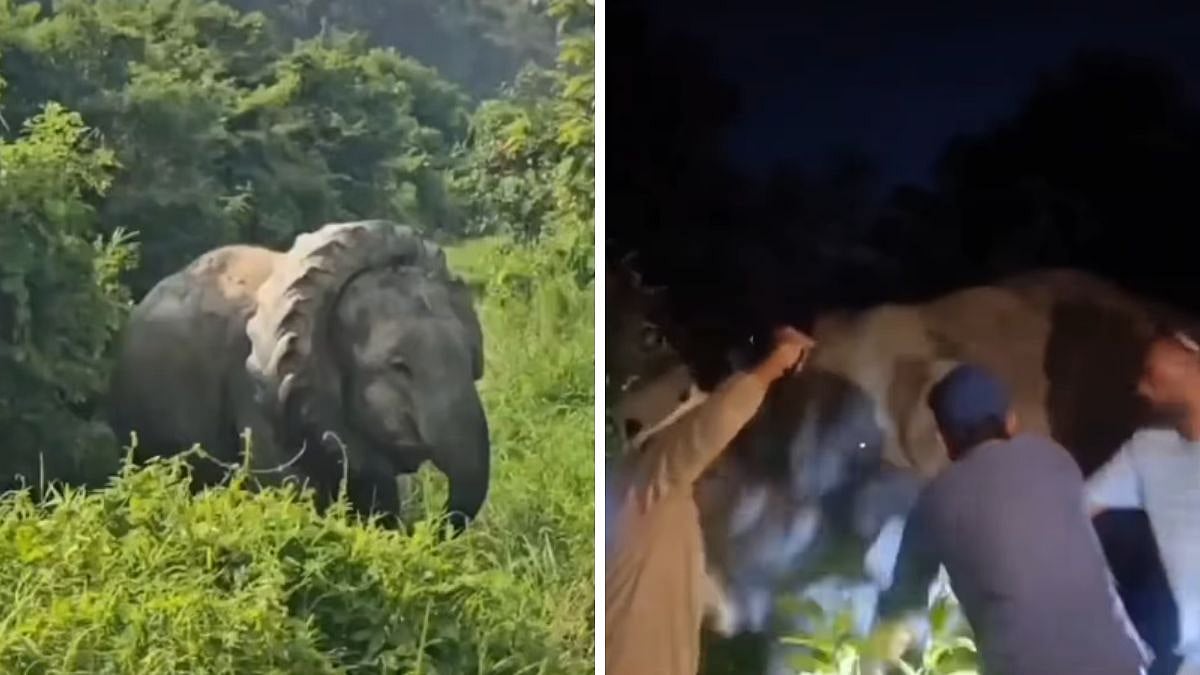 Assam Elephant Rescued After Tractor Tyre Gets Tightly Lodged Around Its Neck | Video