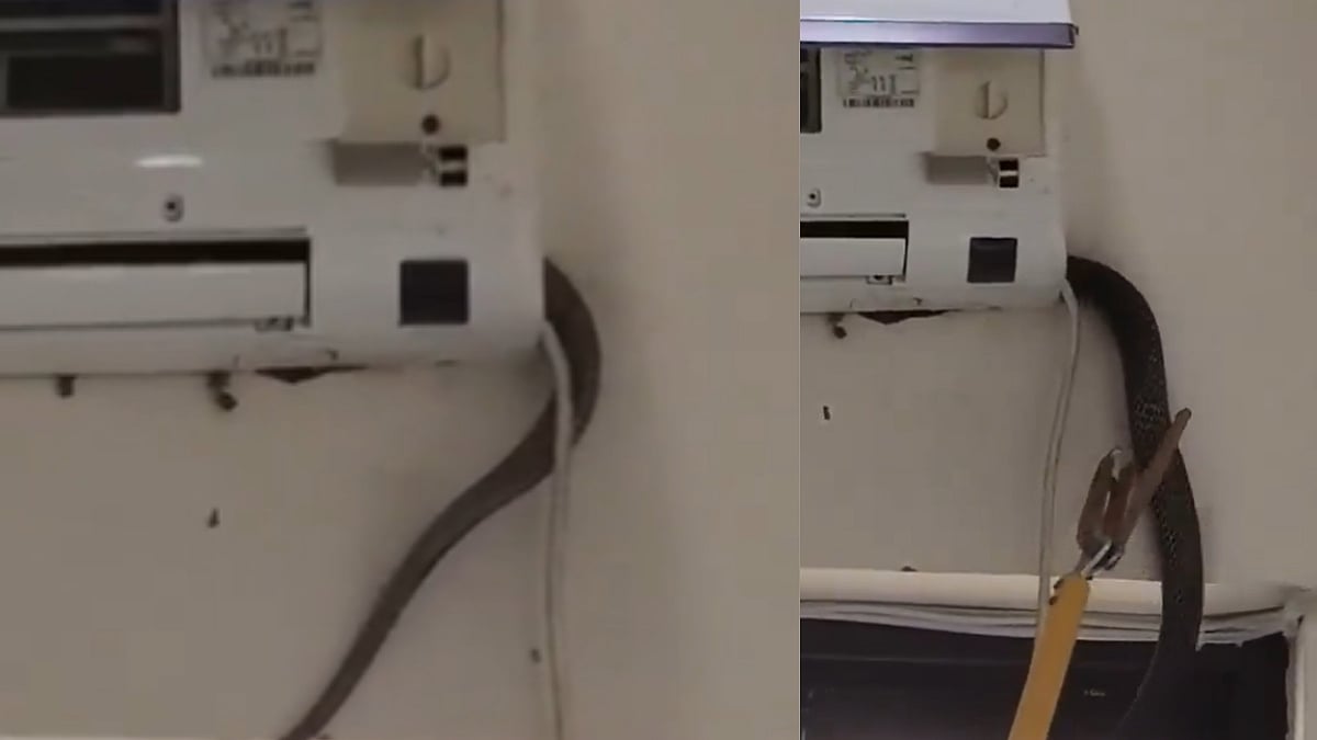 Terrifying! 5-Ft Cobra Found Hanging From AC At BJP District President’s Cabin In Sitapur Office, Rescued After 3-Hour Operation - VIDEO