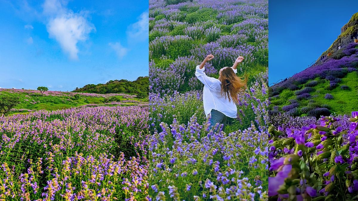 Rare Karvi Bloom Returns To Maharashtra After 8 Years, Here’s Where To Witness The Majestic Flowering?  
