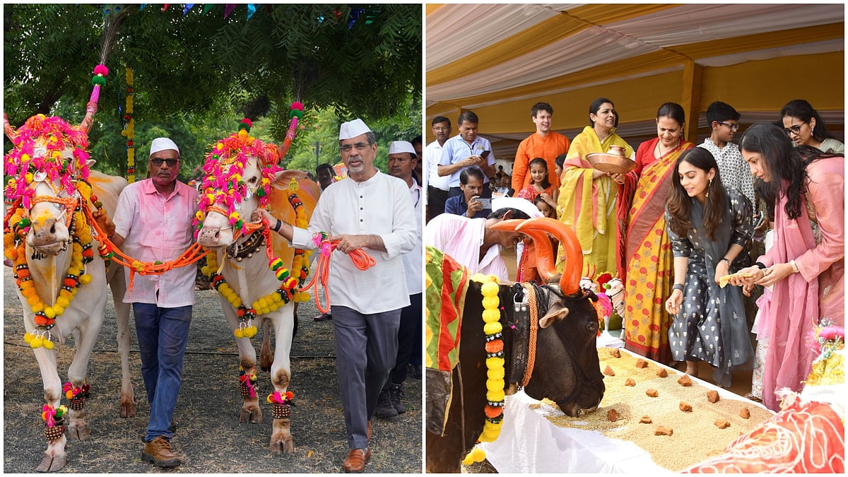 Jalgaon: Traditional Pola Festival Celebrated With Tribal Dance, Grand Bull Procession At Jain Hills