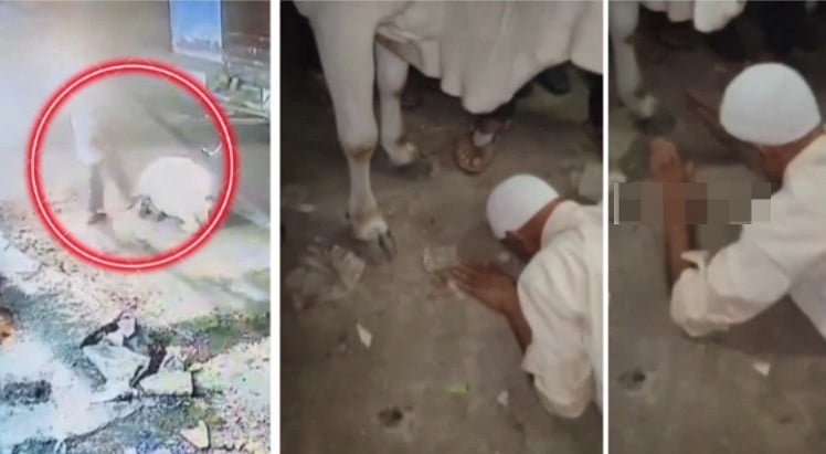 Elderly Man Forced To Rub Nose On Ground After Kicking Cow Sitting In Middle Of Road In MP's Guna | VIDEO