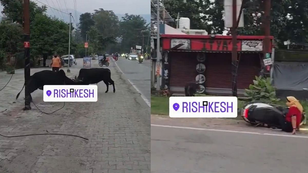Viral Video: Woman Knocked Off Scooter As Fighting Bull Charges Across Road In Rishikesh