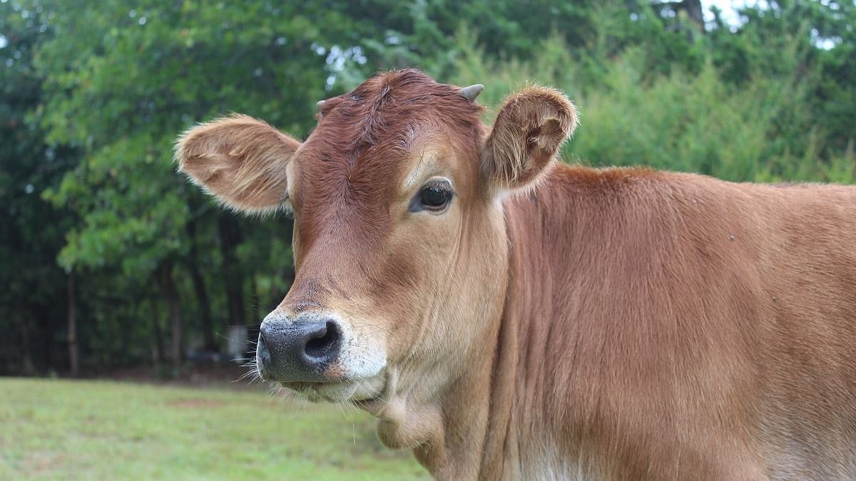 Horrible! Gujarat Man Sexually Abuses Cow, Flees After Owner Catches Him During Act; Detained