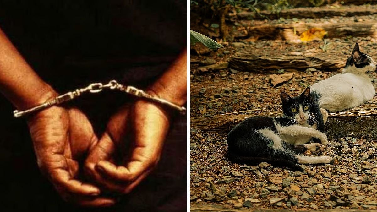 Big Breakthrough In Mumbai Serial Cat Killings Case: Accused Arrested, Police To Seek Custody