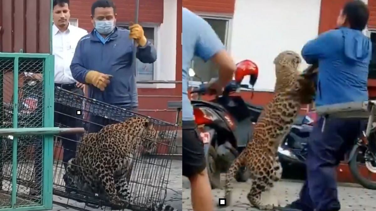 VIDEO: Tranquilized Leopard Breaks Cage And Attacks Forest Guard During Rescue Operation In Nepal
