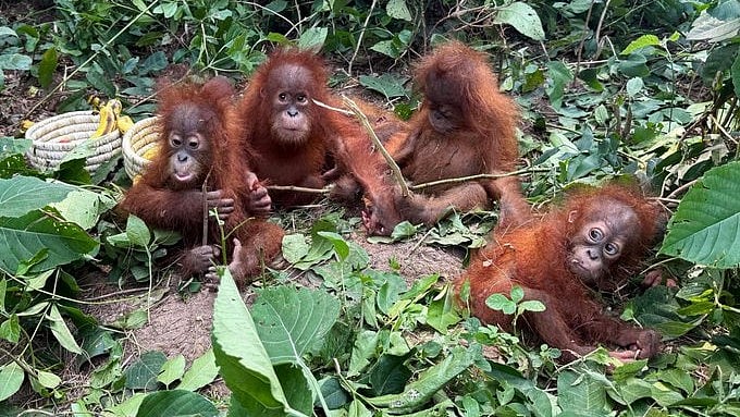 Odisha Orangutan Rescue Highlights Rising Exotic Primate Smuggling Network In India