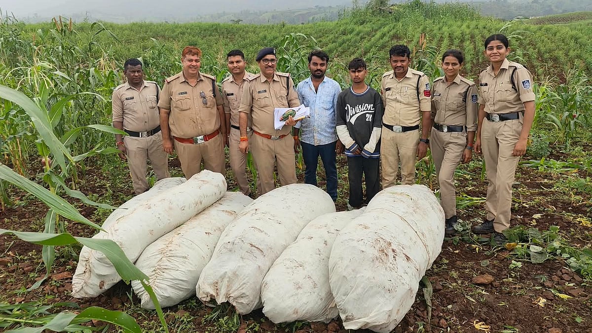 MP’s Sendhwa Operation Green Strike: 11,000 Cannabis Plants Worth Over ₹1 Crore Seized, Drones Scan 19 Villages