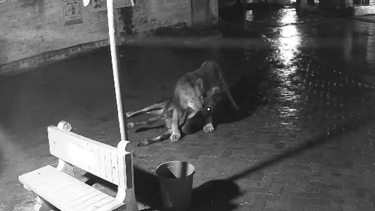 2 Lions Attack, Kill Cow In Gujarat's Bhavnagar Village As CCTV Captures Night Horror