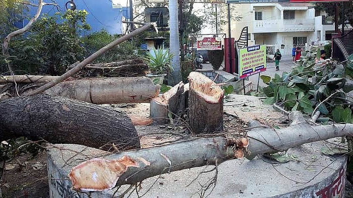 NGT Directs Plantation Of 7,000 Saplings Within 15 Days After 700 Trees Felled For Natu Barkheda Stadium Construction 