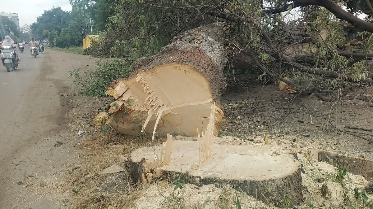 694 Trees Face Axe For Road Widening, Irk Chhatrapati Sambhajinagar Residents