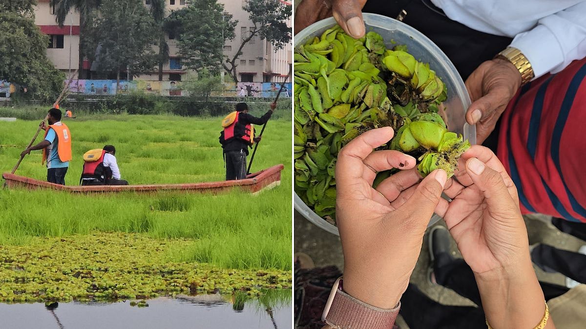 Panvel Municipal Corporation Releases 50,000 Weevils Into Wadale Lake To Control Invasive Salvinia Weed