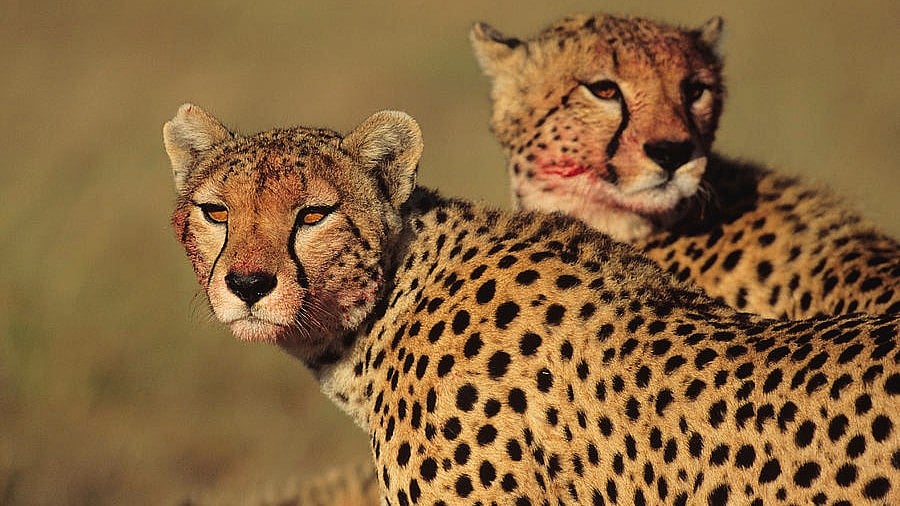 Panic Grips Locals As Two Cheetahs Flee Kuno National Park, Hunt Cow In Sheopur Village  