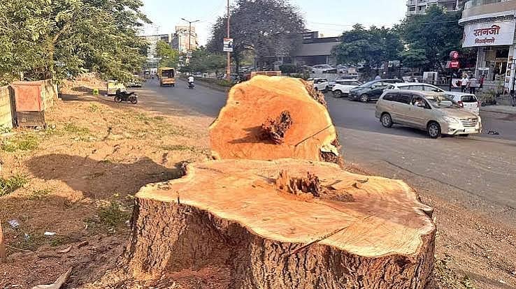 Nashik: Around 50 Trees Pruned At Midnight On Gangapur Road, Activists Raise Questions