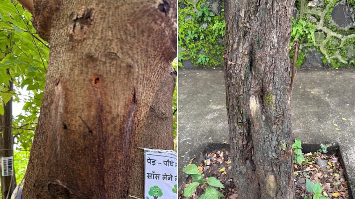 20 Mature Trees Allegedly Poisoned In CBD Belapur, Activists Seek NMMC Probe Into Suspected Chemical Injection