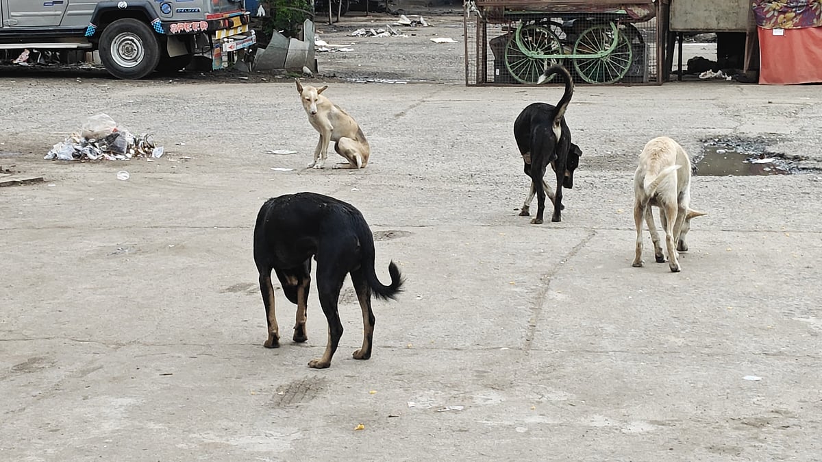 Stray Dogs, Fighting Bulls Take Over Streets As Residents Fear Attacks In MP’s Ashta