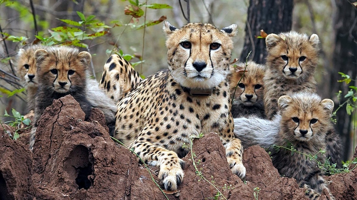 4 Years Of Project Cheetah Kuno Records 52 Survivors, Including 32 Born In India