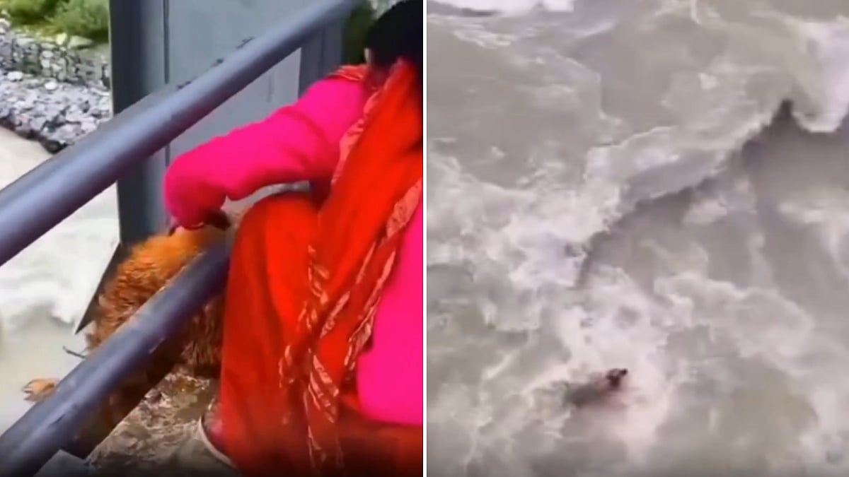 ‘How Can Anyone Be So Cruel?’ Dog Thrown Into River In Nepal Triggers Outrage - VIDEO
