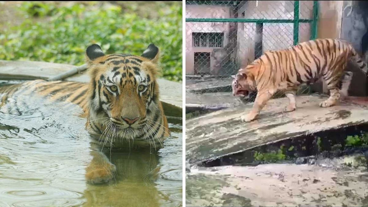Mumbai: Sanjay Gandhi National Park Loses 18-Year-Old Tigress Bijalee To Age-Related Health Issues