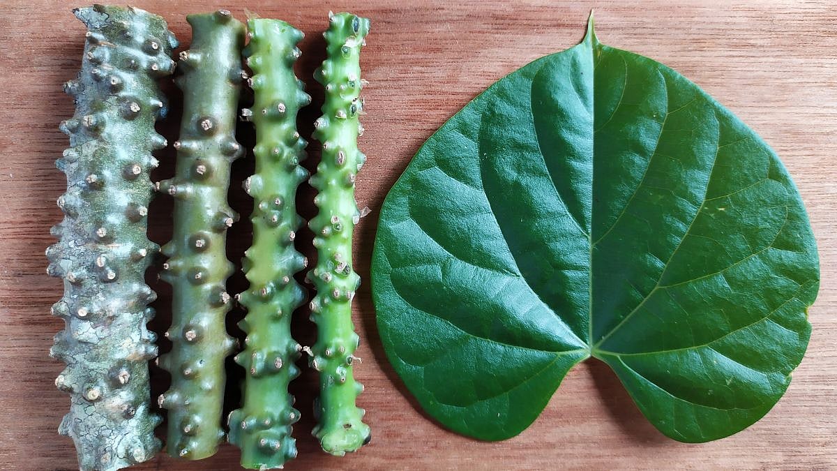 Giloy In Ayurveda: Nature's Remedy For Immunity, Skin And More