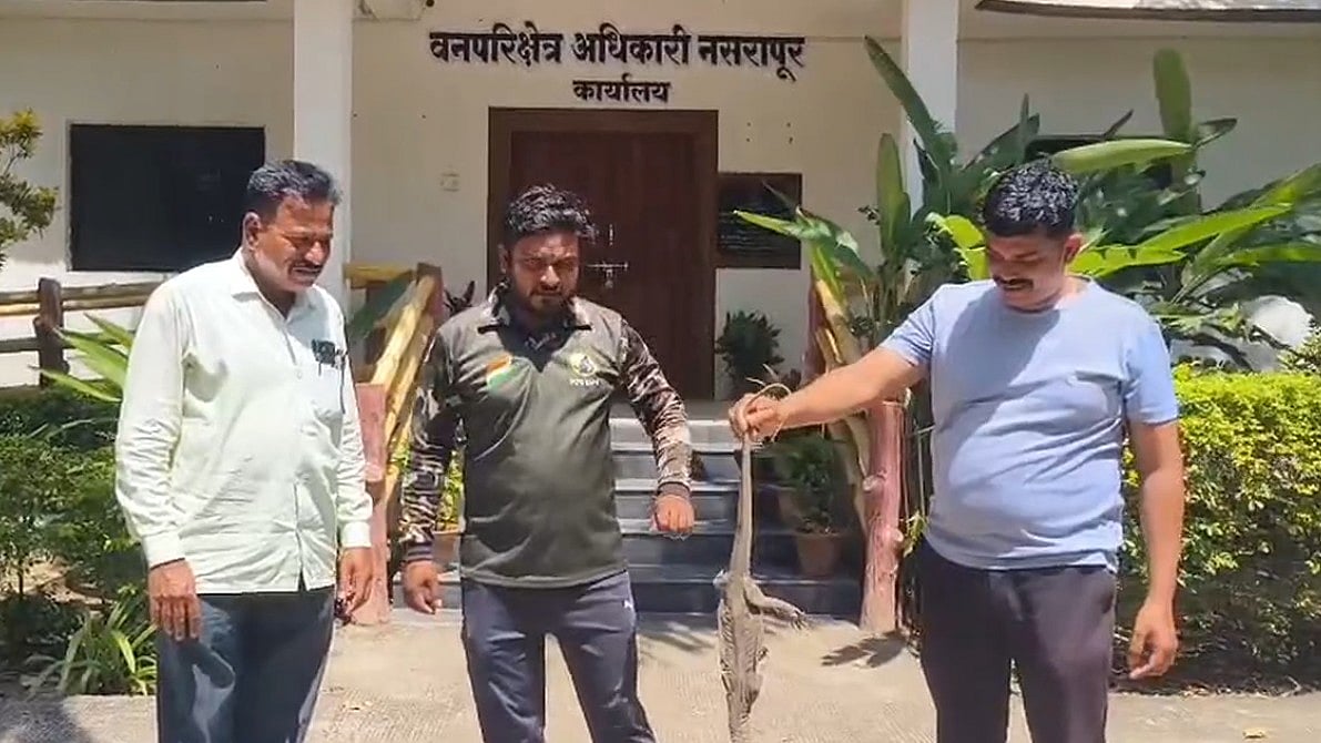 Monitor Lizard Found With Legs Tied On Pune-Satara Highway, Rescued