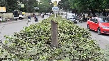 Nashik: 55 Trees Cut Down Under ₹10K Contract For Advertising Work, Six Arrested