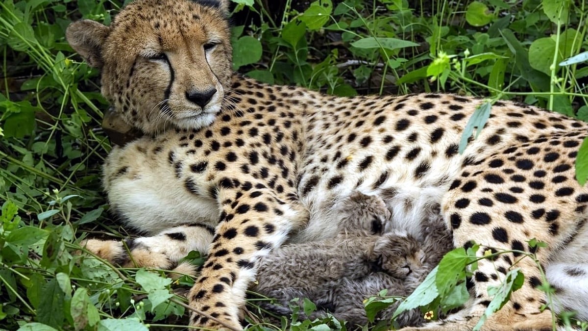 Day After Completion Of 4 Years Of Cheetah Project, Indian Born Cheetah KGP 12 Gives Birth To 4 Cubs At Kuno National Park 